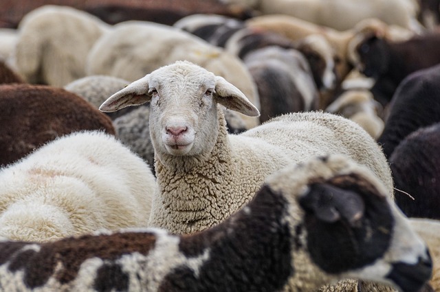 sheep flock grazing on green pasture in Irish countryside sustainability
