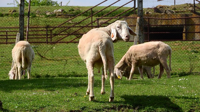 sheep handling facilities gates and race on Irish farm