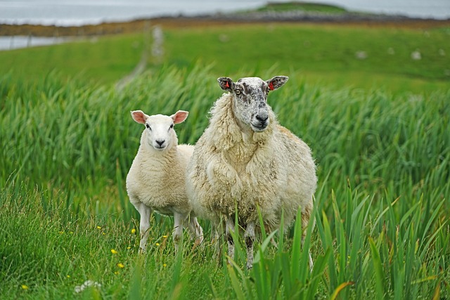 Irish countryside sheep farm rolling hills and pasture